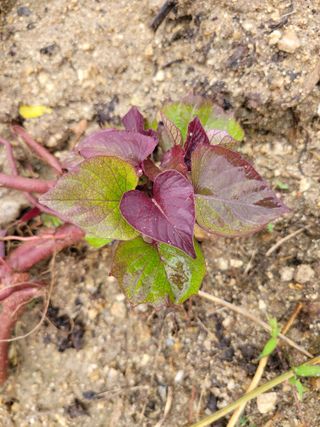 우경농원님의 오늘 어떤 농작업하셨나요? · 참여글 작성글 사진