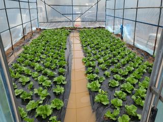 알 수 없음님의 오늘 어떤 농작업하셨나요? · 참여글 작성글 사진