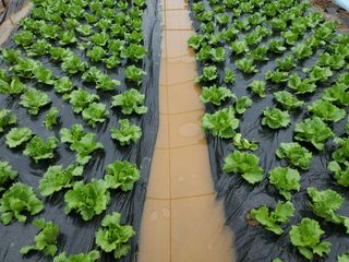 알 수 없음님의 오늘 어떤 농작업하셨나요? · 참여글 작성글 사진