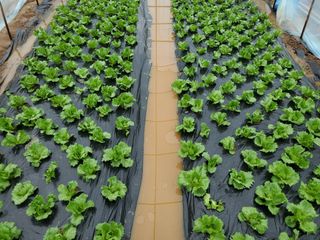 알 수 없음님의 오늘 어떤 농작업하셨나요? · 참여글 작성글 사진