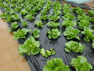 알 수 없음님의 오늘 어떤 농작업하셨나요? · 참여글 작성글 사진