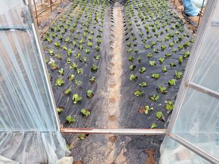 알 수 없음님의 오늘 어떤 농작업하셨나요? · 참여글 작성글 사진