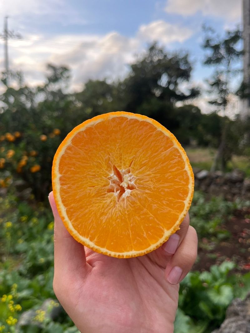 장터 상품 [🍊달콤하고 맛있는 제철 하우스 황금향 5kg, 10kg 판매합니다.] 썸네일