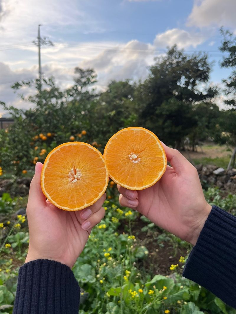 제주감귤소녀님의 장터 판매 상품 [🍊달콤하고 맛있는 제철 하우스 황금향 5kg, 10kg 판매합니다.] 첨부 사진