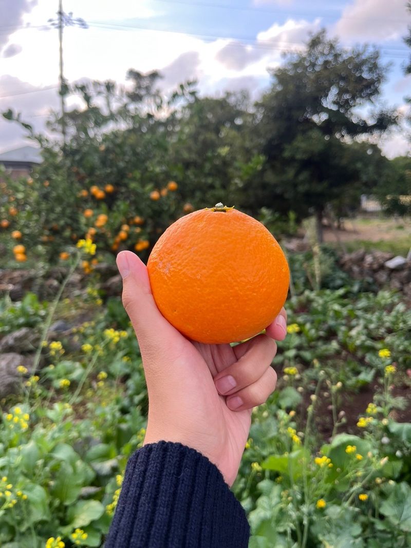 제주감귤소녀님의 장터 판매 상품 [🍊달콤하고 맛있는 제철 하우스 황금향 5kg, 10kg 판매합니다.] 첨부 사진