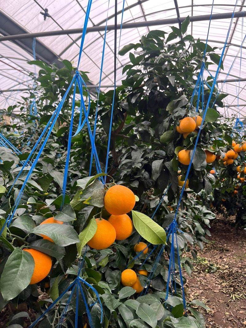 제주감귤소녀님의 장터 판매 상품 [🍊달콤하고 맛있는 제철 하우스 황금향 5kg, 10kg 판매합니다.] 첨부 사진