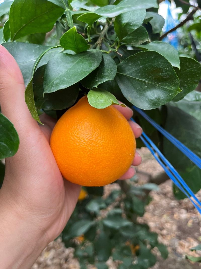 제주감귤소녀님의 장터 판매 상품 [🍊달콤하고 맛있는 제철 하우스 황금향 5kg, 10kg 판매합니다.] 첨부 사진