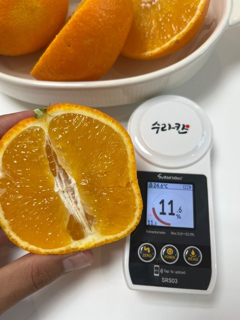 제주감귤소녀님의 장터 판매 상품 [🍊달콤하고 맛있는 제철 하우스 황금향 5kg, 10kg 판매합니다.] 첨부 사진