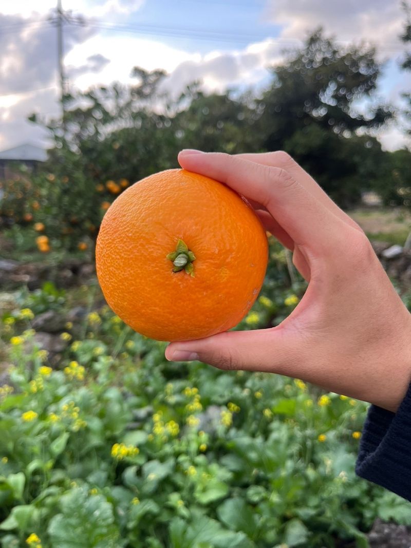 제주감귤소녀님의 장터 판매 상품 [🍊달콤하고 맛있는 제철 하우스 황금향 5kg, 10kg 판매합니다.] 첨부 사진