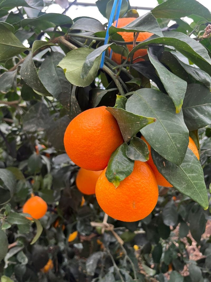 제주감귤소녀님의 장터 판매 상품 [🍊달콤하고 맛있는 제철 하우스 황금향 5kg, 10kg 판매합니다.] 첨부 사진