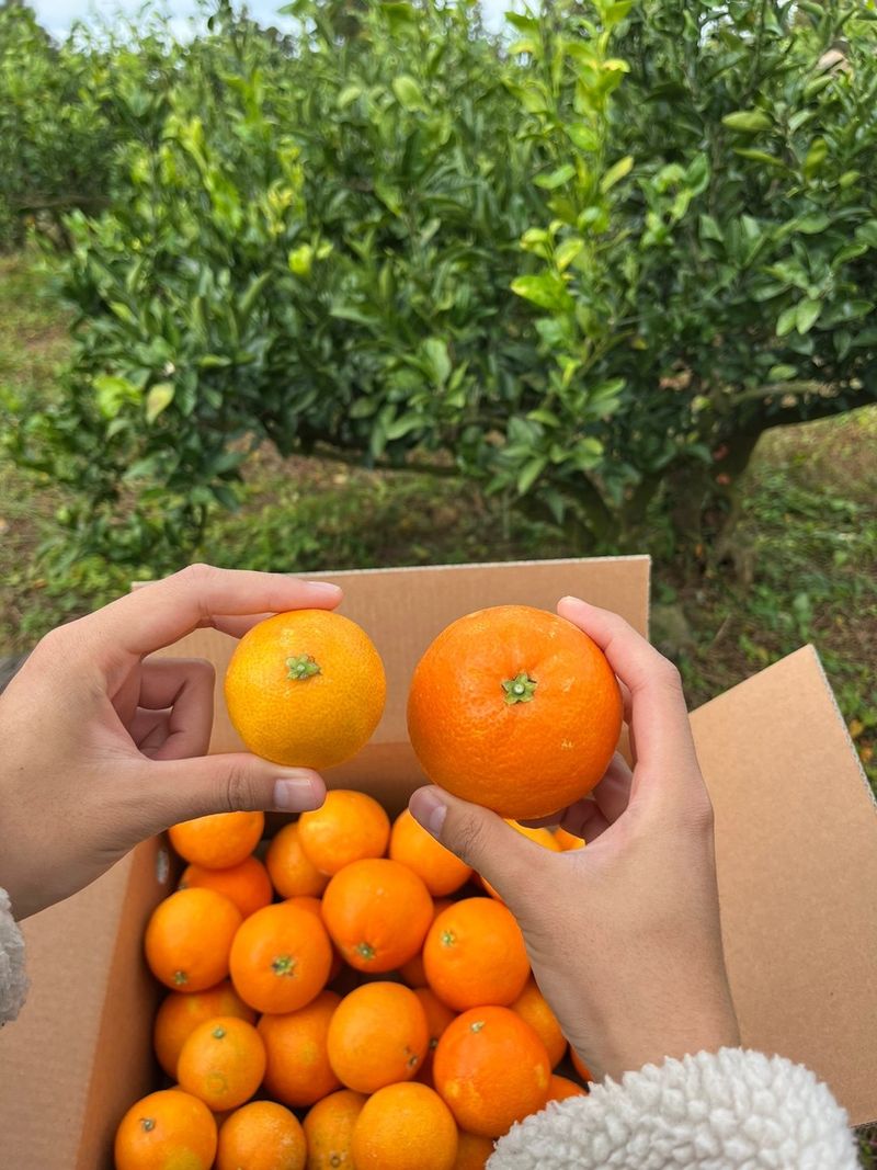 제주감귤소녀님의 장터 판매 상품 [🍊달콤하고 맛있는 제철 하우스 황금향 5kg, 10kg 판매합니다.] 첨부 사진