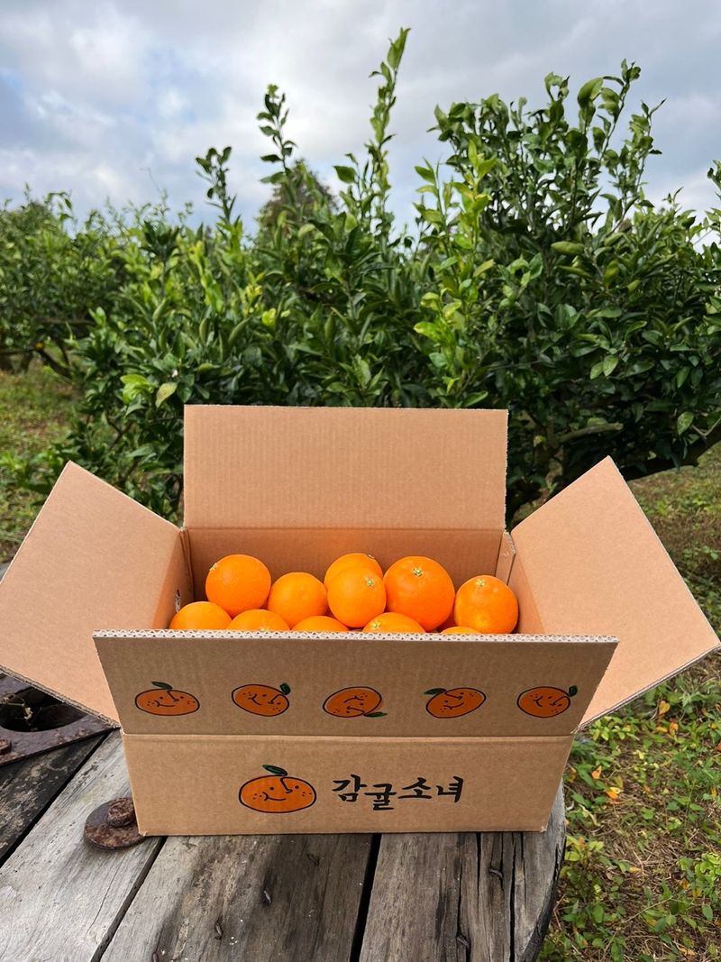 제주감귤소녀님의 장터 판매 상품 [🍊달콤하고 맛있는 제철 하우스 황금향 5kg, 10kg 판매합니다.] 첨부 사진