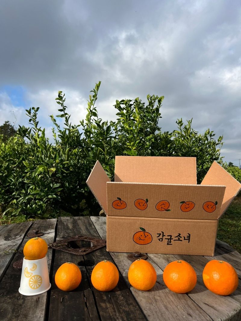 제주감귤소녀님의 장터 판매 상품 [🍊달콤하고 맛있는 제철 하우스 황금향 5kg, 10kg 판매합니다.] 첨부 사진