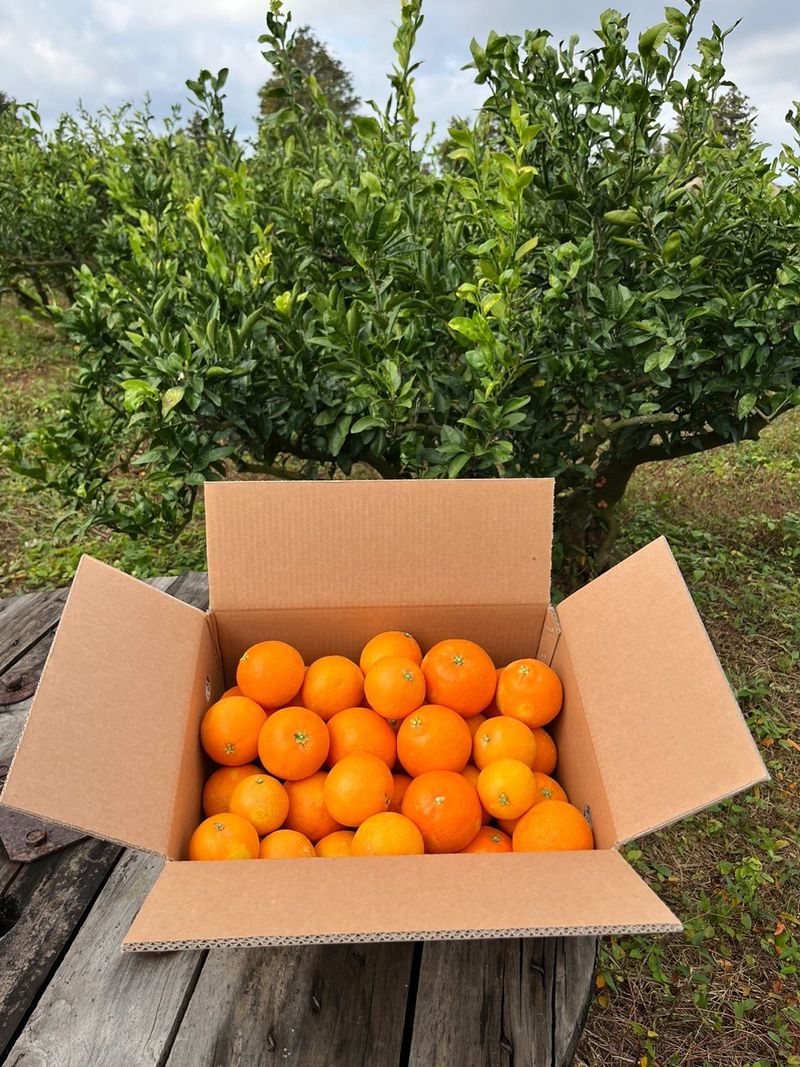 제주감귤소녀님의 장터 판매 상품 [🍊달콤하고 맛있는 제철 하우스 황금향 5kg, 10kg 판매합니다.] 첨부 사진