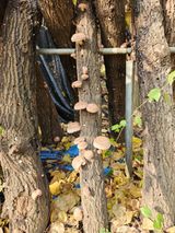 팜모닝 버섯·영농일지 게시글 이미지