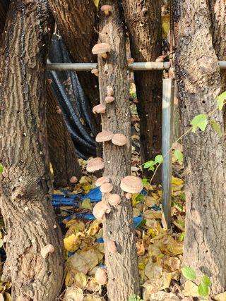 최군환님의 버섯 · 영농일지 작성글 사진