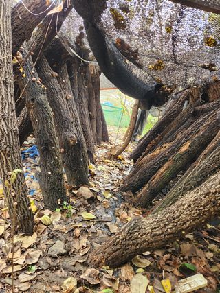 최군환님의 버섯 · 영농일지 작성글 사진