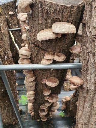 한밭농원님의 버섯 · 수확 작성글 사진