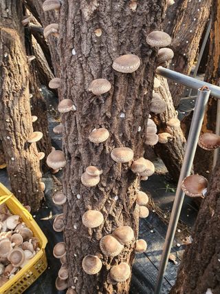 한밭농원님의 버섯 · 수확 작성글 사진