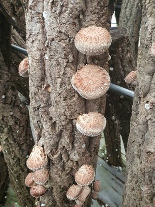 한밭농원님의 버섯 · 수확 작성글 사진