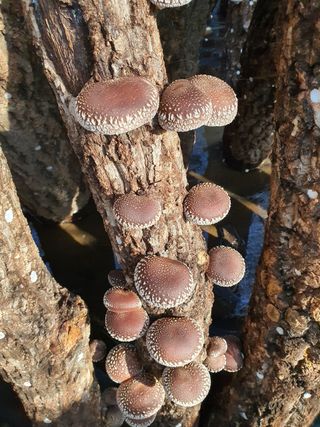 한밭농원님의 버섯 · 수확 작성글 사진