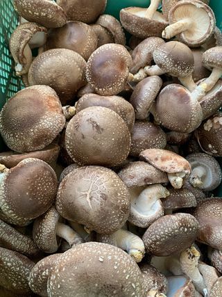 한밭농원님의 버섯 · 수확 작성글 사진