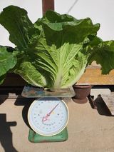 팜모닝 배추·수확 게시글 이미지