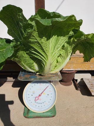 안비님의 배추 · 수확 작성글 사진