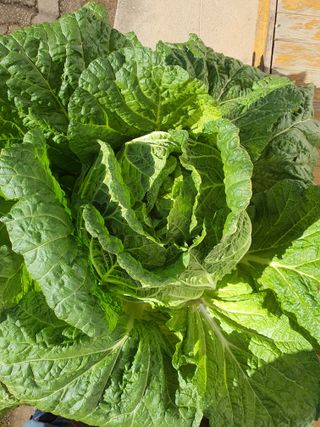 안비님의 배추 · 수확 작성글 사진