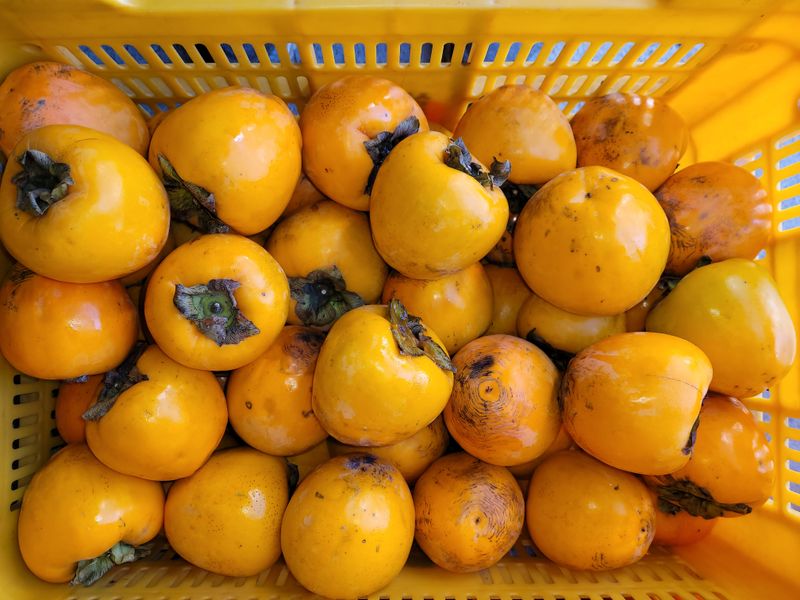 또상농장님의 장터 판매 상품 [옛날 옛적  토종 먹 단감 판매] 첨부 사진