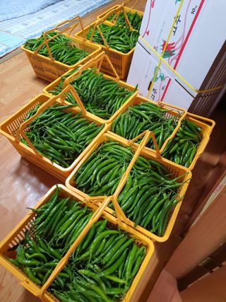 안비님의 고추 · 수확 작성글 사진