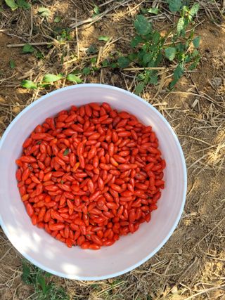 초록농님의 오늘 어떤 농작업하셨나요? · 참여글 작성글 사진