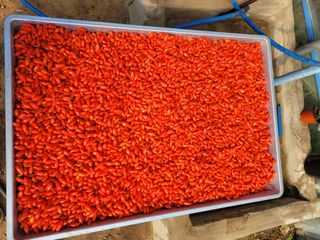 초록농님의 오늘 어떤 농작업하셨나요? · 참여글 작성글 사진