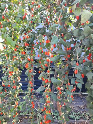 초록농님의 오늘 어떤 농작업하셨나요? · 참여글 작성글 사진