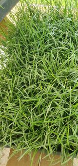 팜모닝 오늘 어떤 농작업하셨나요?·참여글 게시글 이미지