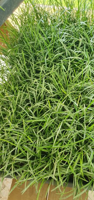 이은호님의 오늘 어떤 농작업하셨나요? · 참여글 작성글 사진