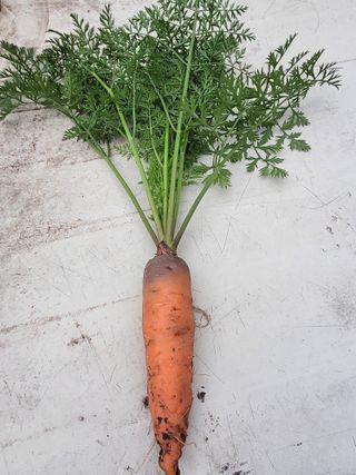 농부쑤니님의 오늘 어떤 농작업하셨나요? · 참여글 작성글 사진