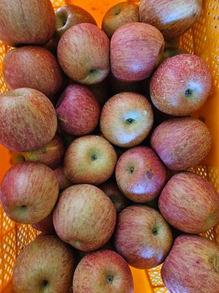 김학수님의 오늘 어떤 농작업하셨나요? · 참여글 작성글 사진