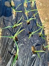 팜모닝 마늘·병해충상담 게시글 이미지