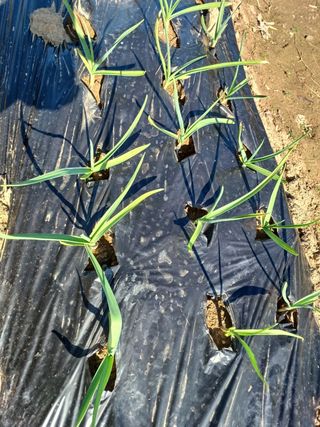 정응화님의 마늘 · 병해충상담 작성글 사진