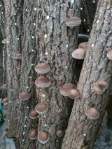 팜모닝 오늘 어떤 농작업하셨나요?·참여글 게시글 이미지