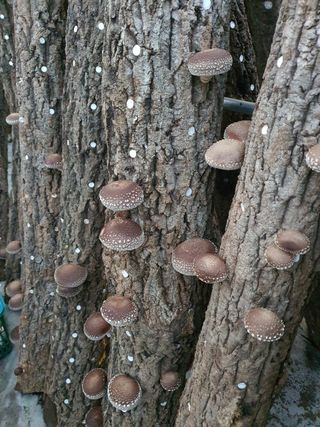 한밭농원님의 오늘 어떤 농작업하셨나요? · 참여글 작성글 사진