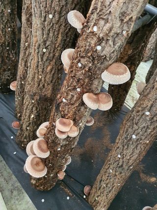 한밭농원님의 오늘 어떤 농작업하셨나요? · 참여글 작성글 사진