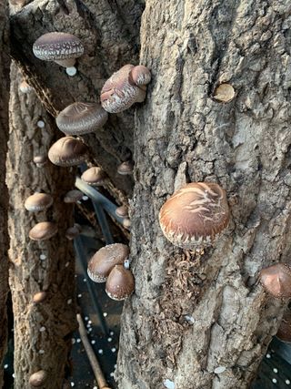 한밭농원님의 오늘 어떤 농작업하셨나요? · 참여글 작성글 사진