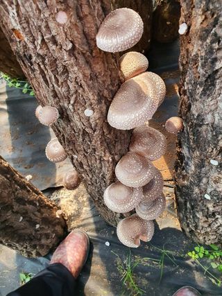 한밭농원님의 오늘 어떤 농작업하셨나요? · 참여글 작성글 사진