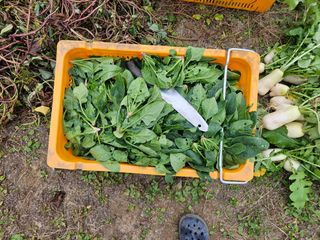 강희상님의 시금치 · 영농일지 작성글 사진