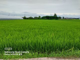 선종이님의 팜모닝 · 출석 작성글 사진