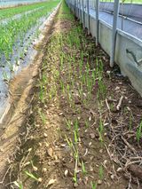 팜모닝 오늘 어떤 농작업하셨나요?·참여글 게시글 이미지