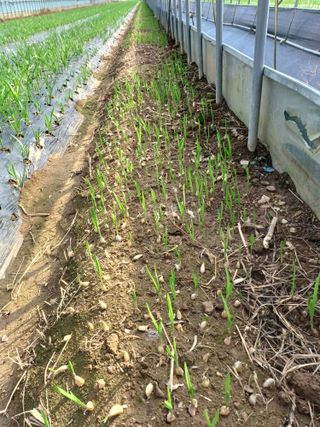 시골을사랑하는경희님의 오늘 어떤 농작업하셨나요? · 참여글 작성글 사진