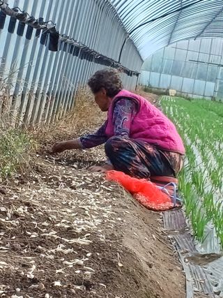 시골을사랑하는경희님의 오늘 어떤 농작업하셨나요? · 참여글 작성글 사진